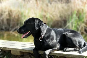 Trộm chó, trả lại và xin lỗi