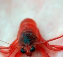 Sau El Nino, đến lượt La Nina 'làm mưa làm gió' mùa hè này