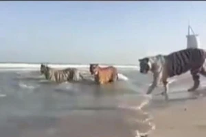 Xôn xao clip cọp tắm biển ở Dubai
