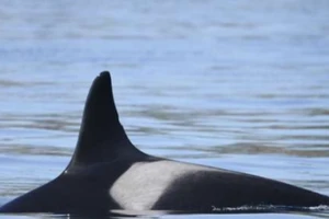 Cá voi sát thủ già nhất thế giới Granny đã chết?