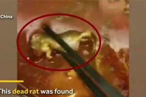 Ăn nửa nồi lẩu mới thấy nguyên xác chuột dưới đáy nồi ​