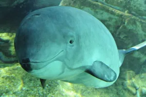 18 chú cá heo quý chết ở biển Baltic sau khi NATO tập trận