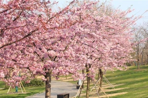 Các công viên tại Thượng Hải sẽ mở cửa đón khách trở lại. Ảnh: CHINA DAILY