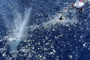 Chùm ảnh: Thủy thủ Mỹ nổ súng chặn cá mập giữa đông người bơi