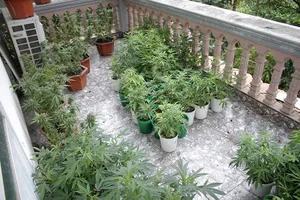 Thành viên Hội thánh Đức Chúa Trời trồng cần sa giữa phố cảng