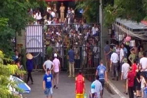 Đông nghẹt khán giả đội mưa xem chọi trâu Đồ Sơn