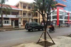 Tạm di dời cây xanh mới trồng dưới lòng đường
