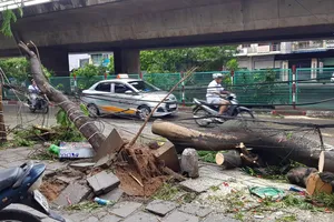 Bão số 2: Nhiều cây xanh gãy cành, bật gốc ở Hải Phòng