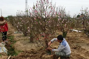 Đào tết bung nở sớm, người làng hoa khóc ròng