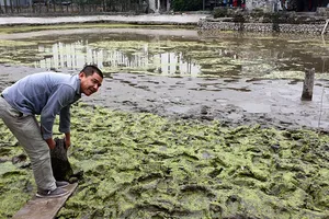 Phát hiện bãi cọc gỗ cổ nghi cọc Bạch Đằng nơi ngã 3 sông