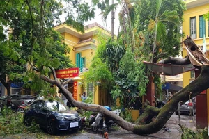 Hải Phòng: Cây phượng gãy đổ đè bẹp nhiều ô tô xe máy