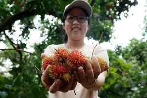 Du khách thích thú trải nghiệm hái trái cây, ăn tại vườn ở Ninh Thuận