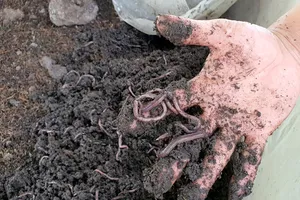 Cận cảnh mô hình nuôi trùn quế dưới điện mặt trời ở Ninh Thuận