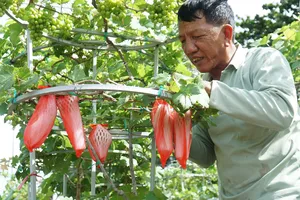 Độc đáo nho cảnh chưng Tết xuất đi khắp nơi ở Ninh Thuận