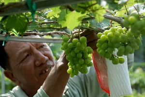 Ninh Thuận mở lễ hội lớn tôn vinh cây nho