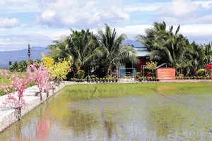 Sắc xuân ấm ở xóm Dừa