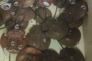 Nghi ngộ độc do ăn nhầm so biển, một người nguy kịch