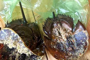 Có độc tố trong mẫu thực phẩm khiến 3 người ngộ độc ở Khánh Hòa