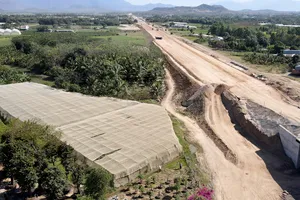 Yêu cầu nhà thầu thi công cao tốc hỗ trợ người trồng táo Ninh Thuận bị thiệt hại