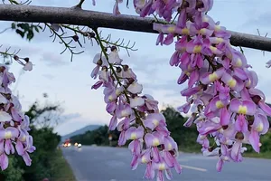 Đậu Anh Đào, loài hoa níu giữ mùa xuân