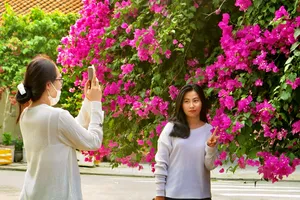 Rực rỡ những con đường hoa giấy phố biển Nha Trang