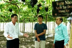 Nâng cao giá trị cây nho Ninh Thuận