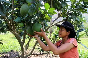 Bưởi da xanh Phước Bình đủ điều kiện xuất khẩu sang Mỹ