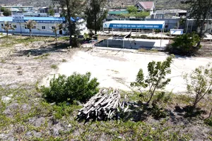 Doanh nghiệp tự ý triệt hạ rừng trồng phi lao ven biển để làm dự án