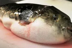 1 người tử vong sau khi ăn cá nóc mú