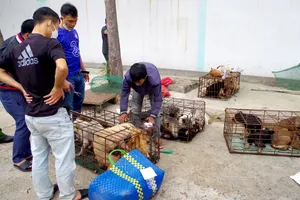 Triệt xóa nhóm chuyên trộm, tiêu thụ chó mèo ở Ninh Thuận