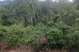 Bản án có hiệu lực 2 năm nhưng huyện vẫn chưa thu hồi được GCN cấp chồng lấn