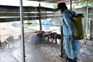 Ninh Thuận phát hiện 3 ổ dịch tả lợn châu Phi 