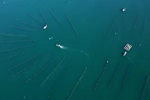 Ninh Thuận phát triển vùng chuyên canh nuôi tôm hùm