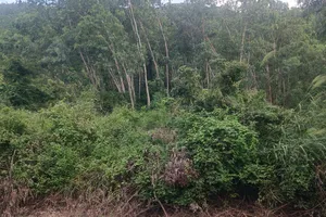 Huyện bác đơn khiếu nại vì bị đơn không chịu thi hành án