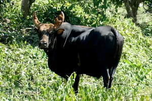 Hiện trạng đàn bò tót lai ở Phước Bình ra sao?