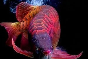 Ảnh minh họa (Nguồn Internet)