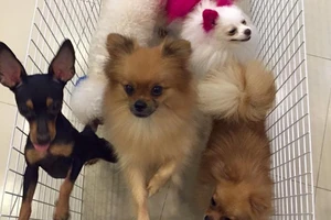 Chủ nhân 13 thú cưng bị đầu độc nhận được tin nhắn thương lượng