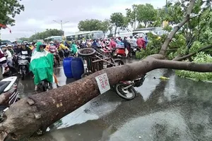 Bé trai đi đường bị cành cây rơi trúng đầu bất tỉnh, vỡ hộp sọ