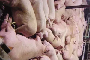 Tiêu hủy, xử lý mạnh cơ sở tiêm thuốc an thần cho heo