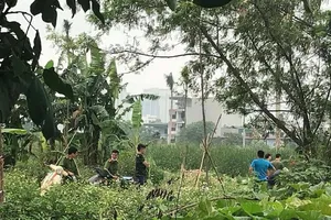 Kinh hãi thi thể đang phân huỷ trong bụi chuối