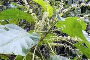 Bé 4 tuổi suýt mất mạng vì mẹ cho uống lá cây trị táo bón