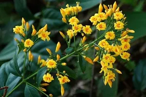 Bất hòa chuyện triệt sản, cha nấu lá ngón hạ độc 3 con