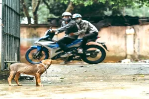 Lý do giảm 2/3 hình phạt cho 1 người trộm chó tại Củ Chi