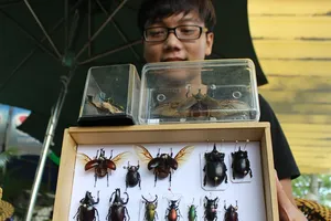 Thú chơi bọ cánh cứng khó cưỡng của giới trẻ