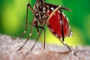 Sốt xuất huyết hoành hành ở đô thị