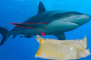 Có thật vây cá mập có công dụng thần kỳ? 