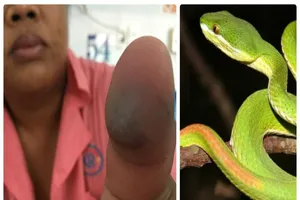 Rắn lục đuôi đỏ liên tiếp tấn công người Sài Gòn 