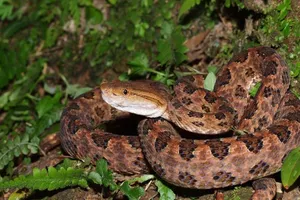 Bị cắt chân vì tin thầy lang chữa rắn cắn hơn bệnh viện