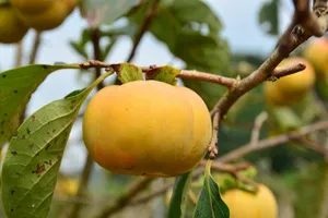 Ăn quả hồng, cần đọc kỹ những điều này