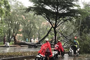 Cây xanh bật gốc đè chết một người đi xe máy ở TP.HCM